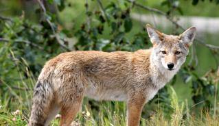 coyote.jpg coyote.jpg