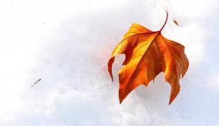 leaf snow