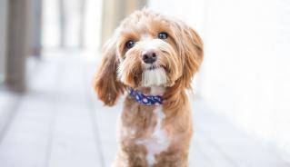cute-dog-headshot.jpg cute-dog-headshot.jpg